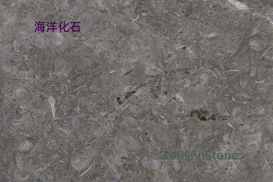 Marine fossils