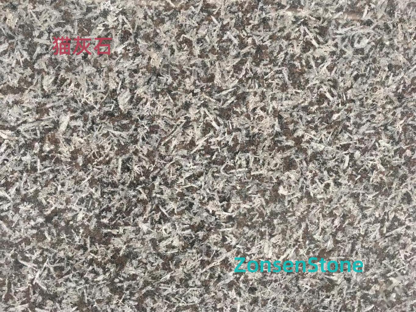 Cat Grey Stone