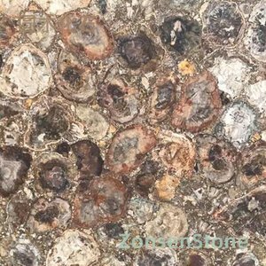 fossilized wood