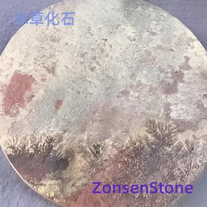 Aquatic plant fossils