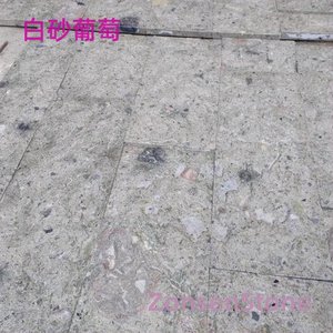 white sand grape